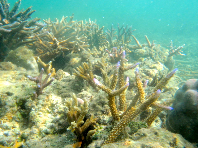 Coral Gardening in Fiji Healthy staghorn coral