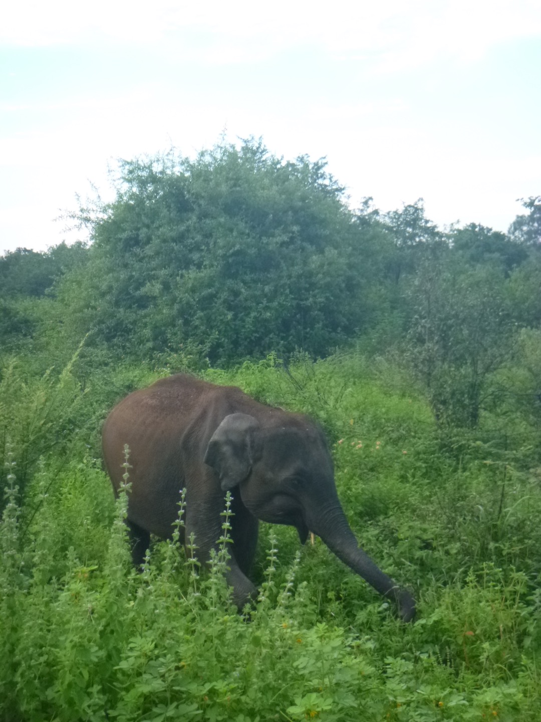 Sri Lanka's endangered elephant