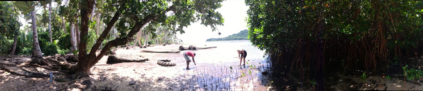 mangroves