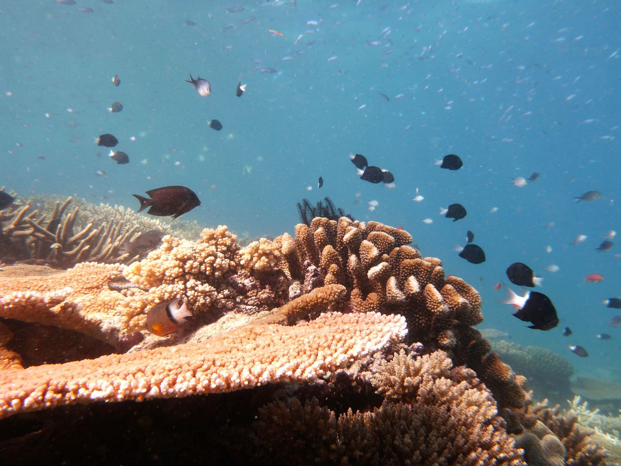 Coral gardening Island Spirit Fiji