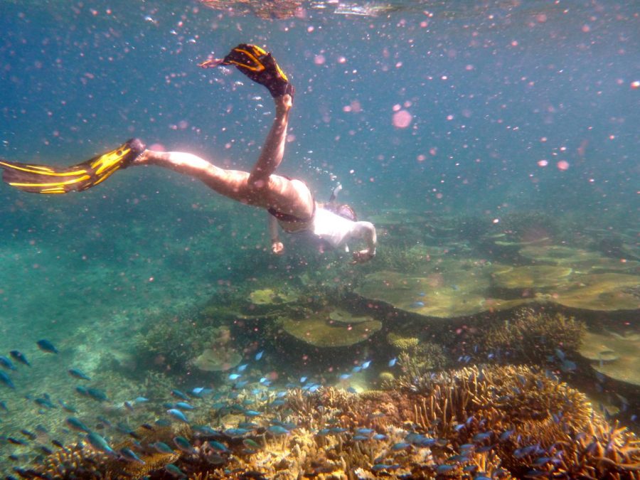 Snorkelling Island Spirit Fiji with Endangered species