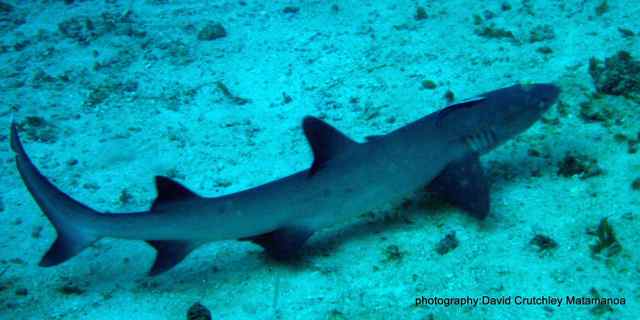 Black Tip Reef Sharks Fiji