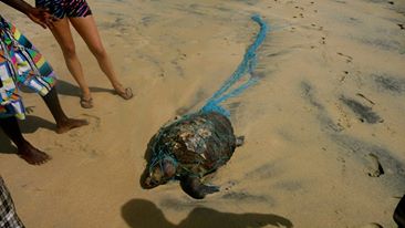 climate change and polluted sea affecting and killing marine life in Sri Lanka