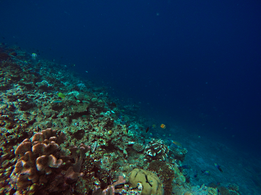 Fiji's underwater world - Rainbow Reef Taveuni
