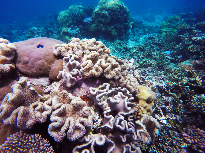 Rainbow Reef Taveuni healthy coral