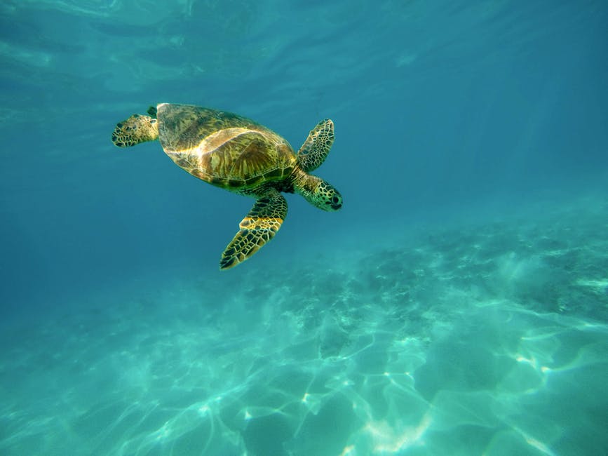 Leatherback turtle, Barbados Marine Life