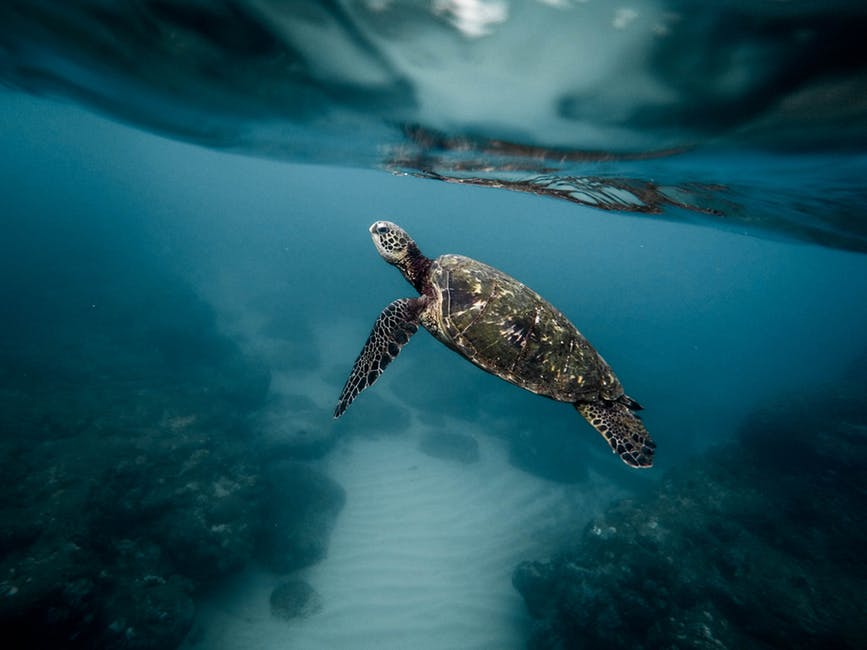 Barbados Diver's Dream