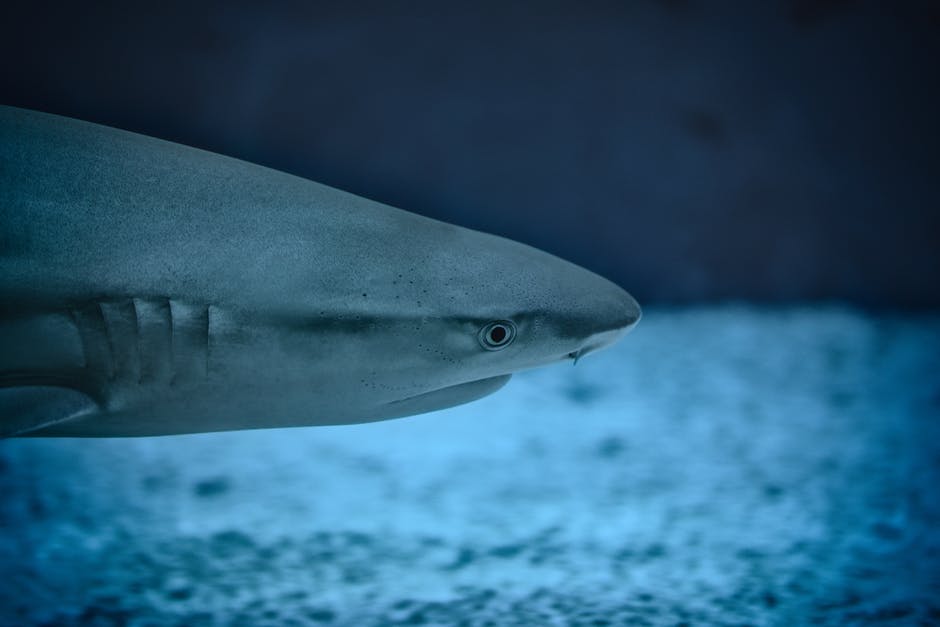 Reef shark close up, Barbados Marine Life