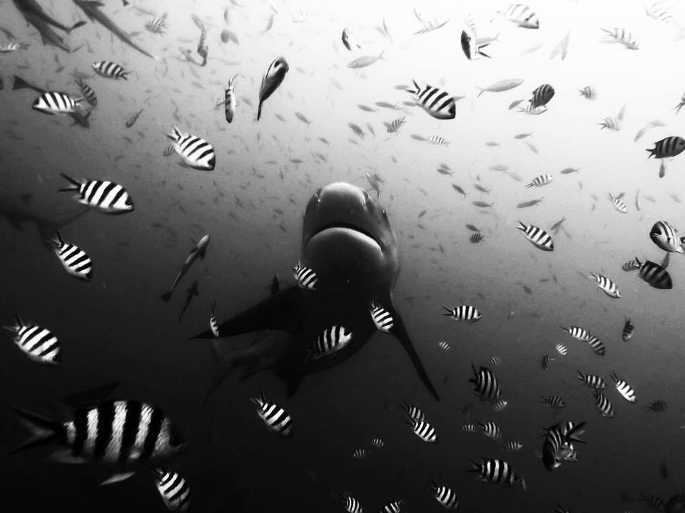 B&W Bull Shark Beqa Lagoon Pacific Harbour Fiji