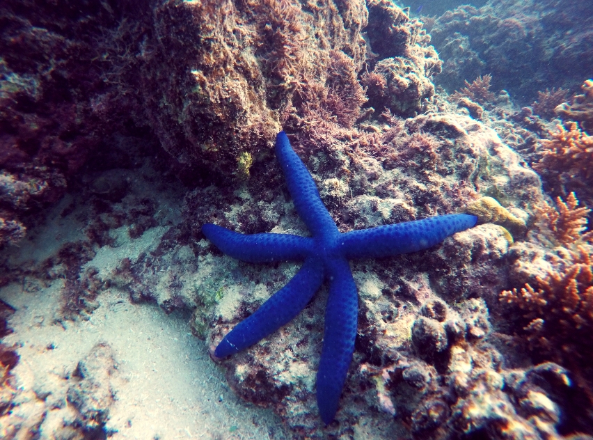 fiji's underwater world -starfish