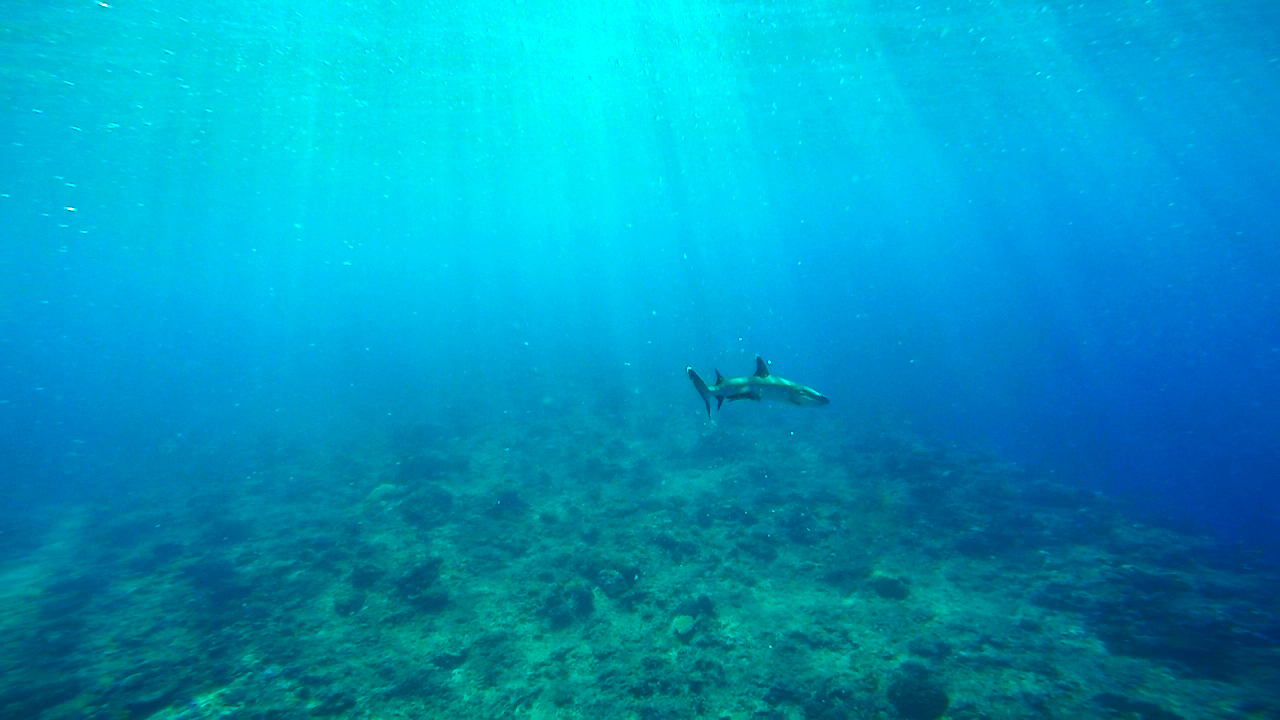 shark, supermarket dive spot, fiji