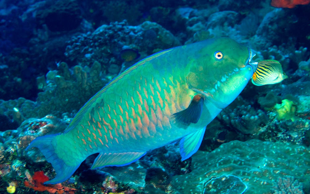 Fijian parrot fish 