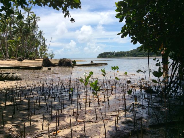 Mangroves