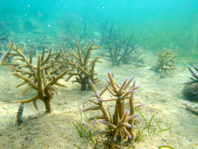 Coral gardening Fiji Island Spirit