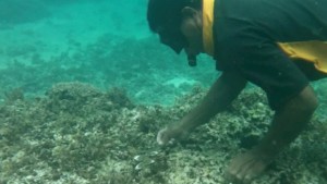 Giant clam measurement Islander Island Spirit Responsible travel Fiji