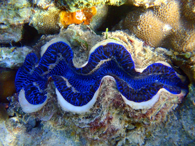 Giant clam Fiji Taveuni underwater