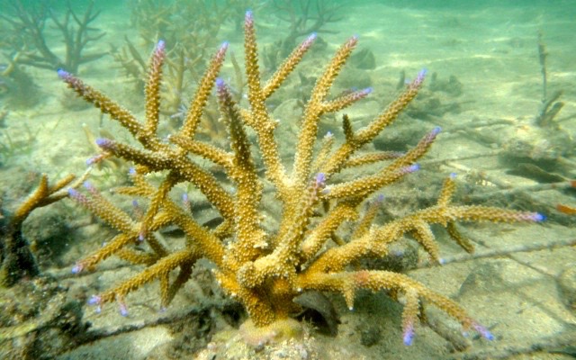 Staghorn coral gardening