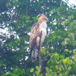 Sri Lanka, Island Spirit, birdlife