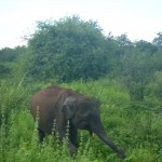 Elephant-Sri-Lanka-Island-Spirit