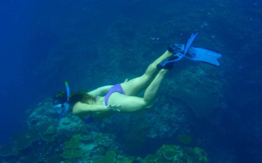 island Spirit snorkeling, Fiji squid search