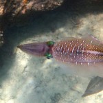 coral gardening squid