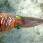 coral gardening squid