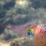 coral gardening squid