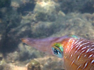 coral gardening squid