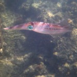 coral gardening squid