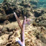 kirsty coral gardening squid