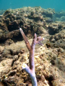 kirsty coral gardening squid