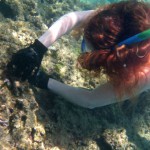 coral gardening squid