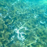 Coral Gardening Island Spirit Responsible travel Fiji