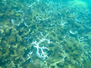 Coral Gardening Island Spirit Responsible travel Fiji
