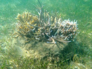 Coral gardening Island Spirit Responsible travel Fiji