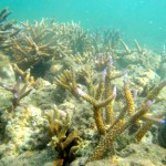 Coral gardening Fiji Island Spirit Responsible travel