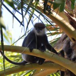 Sri Lanka, Island Spirit, monkey