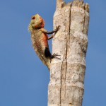 Sri Lanka, Island Spirit, Wildlife