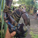 Vanuatu recce trip 2015 adventure