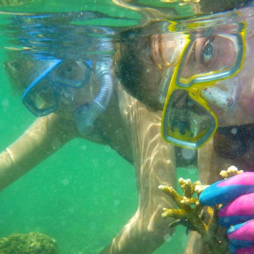 Coral gardening Fiji Island Spirit