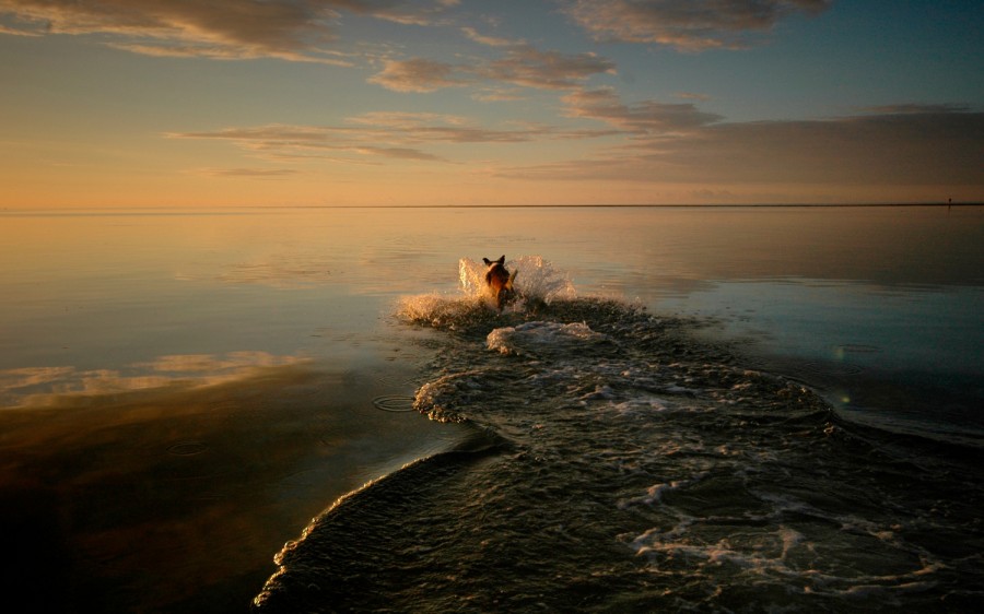 Dog running in the ocean Fiji