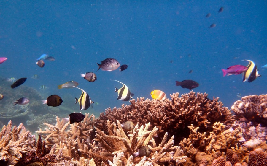 Snorkelling Adventures with Island Spirit / Island Spirit Snorkelling/Diving Parrotfish Steve Dec 2013