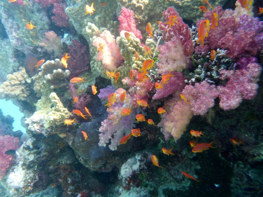 Reef snorkeling Island Spirit S