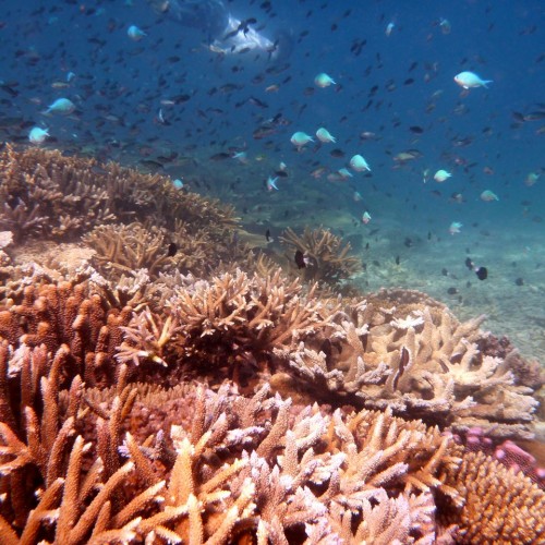 Island Spirit Responsible travel fiji coral reef gardening