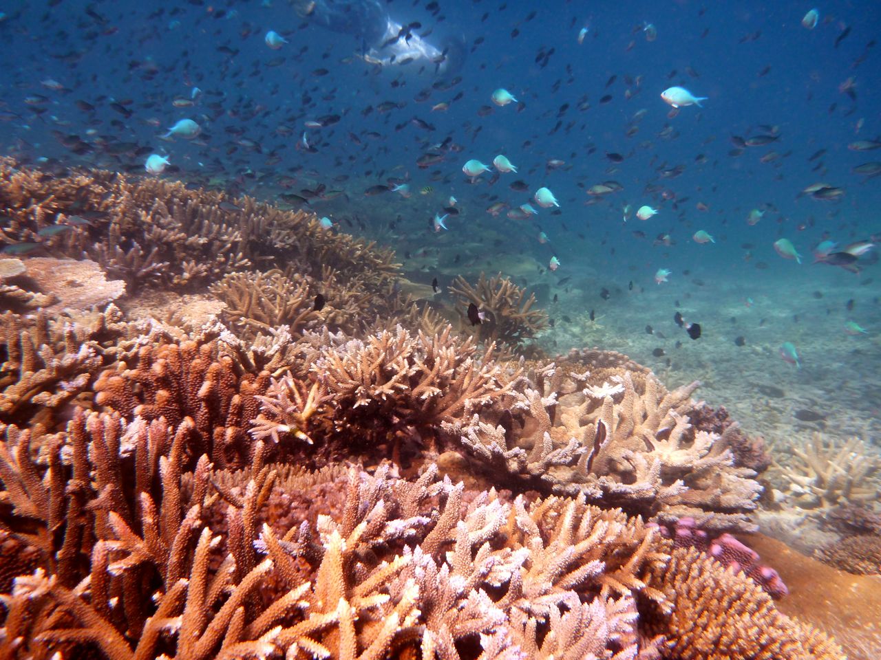 Coral Reef Management methods and who knows best Island Spirit