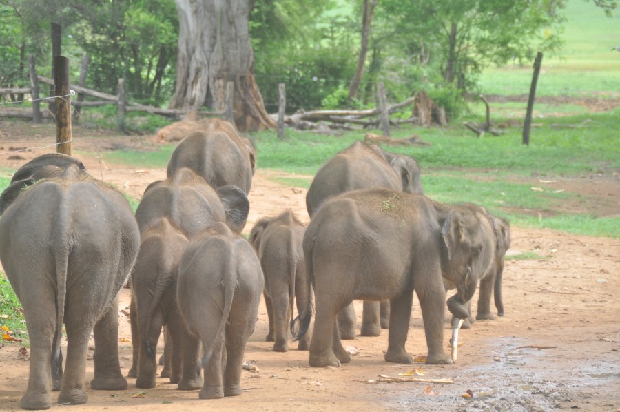 Elephants in Sri Lanka Island Spirit