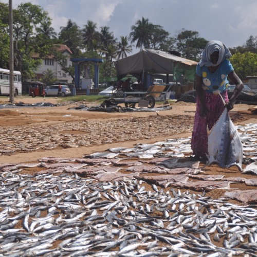 fishing sustainability