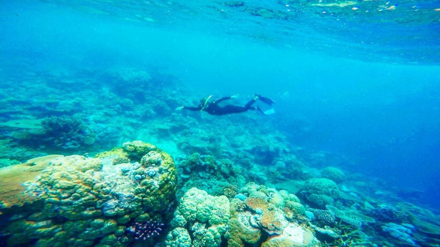 Fiji's underwater world - coral reef