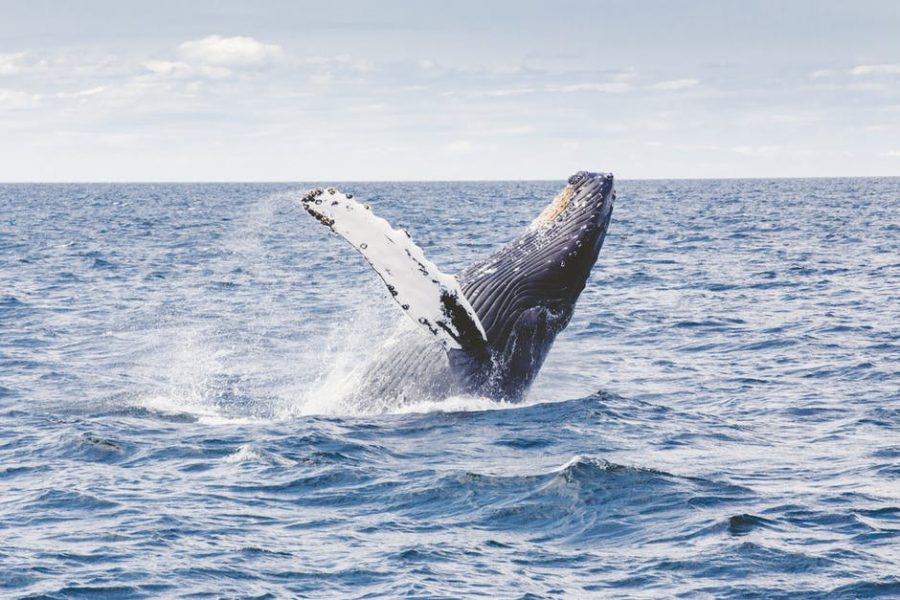 The Sri Lankan Sperm Whale