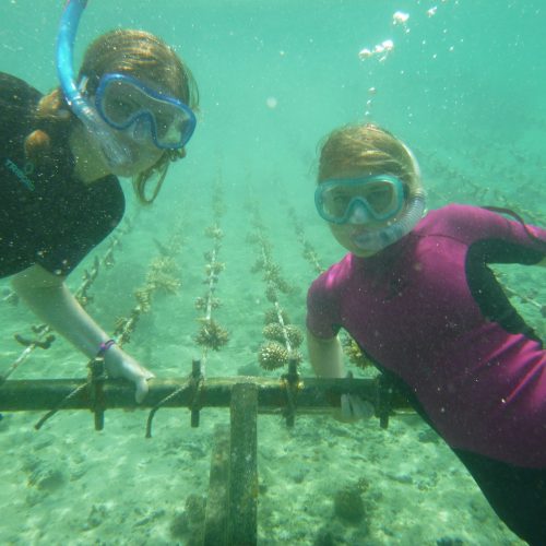 June coral gardening trip 2017 Fiji Island spirit